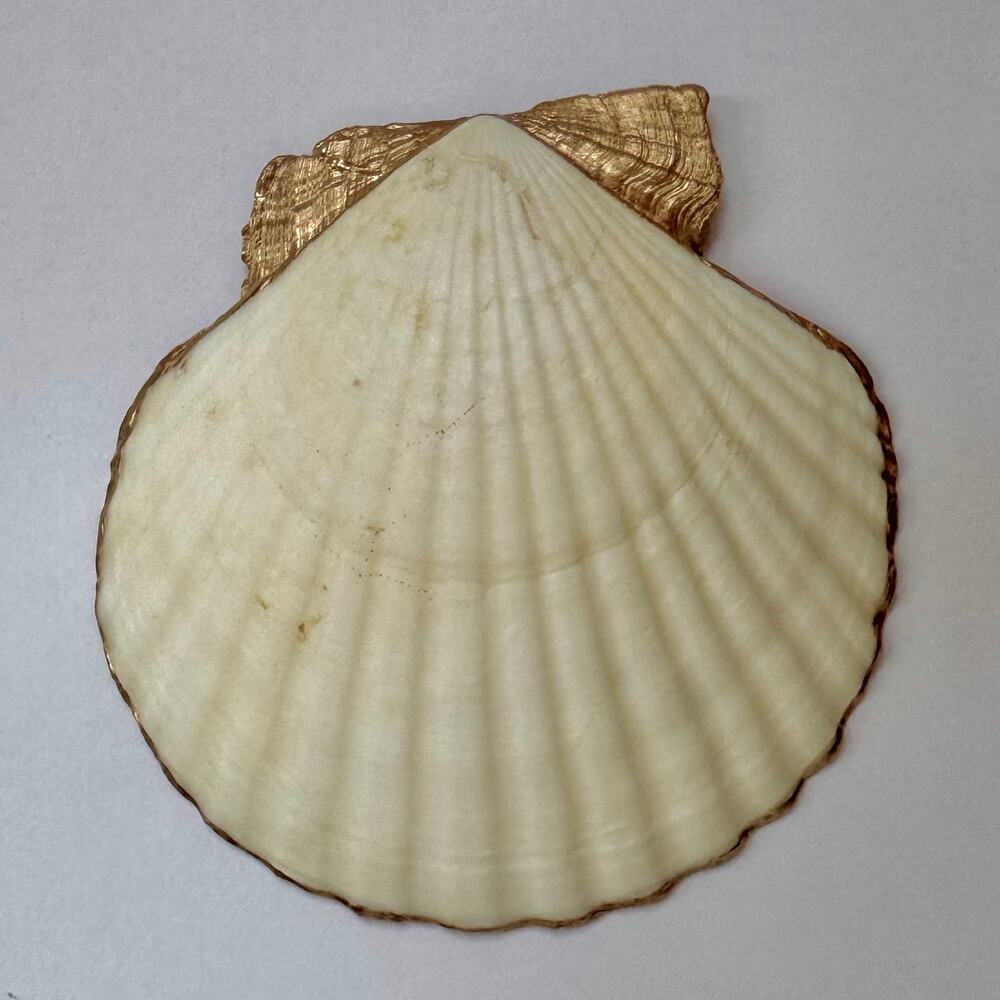 Citrus Floral Trinket Dish | Scallop Shell Jewelry Dish | Coastal Decor - Picture 5 of 5